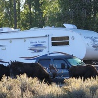 3 bull moose grazing in front of John and Anne Godsman's 5th wheel. 