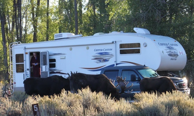 3 bull moose grazing in front of John and Anne Godsman's 5th wheel. 