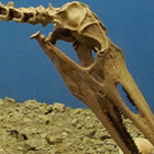 fossil on display