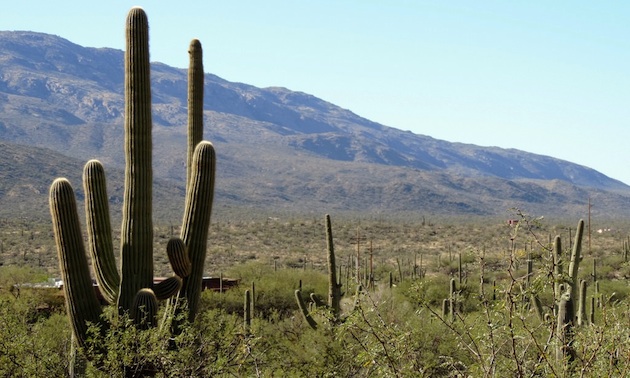 Rincon Mountains