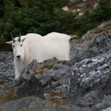 A white mountain goat standing on a rocky craig.