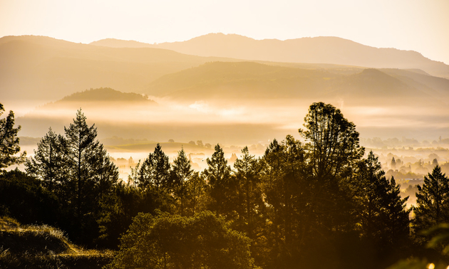 A Napa Valley scene features trees in front of the valley with distant mountains as a backdrop.
