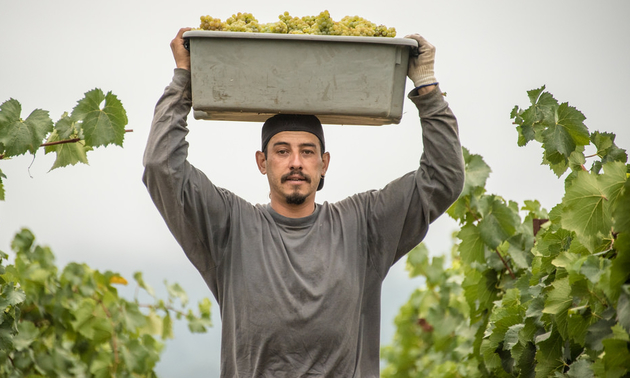 A worker is carrying a tub of white grapes on his head.