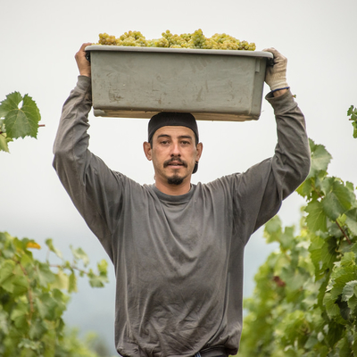 A worker is carrying a tub of white grapes on his head.