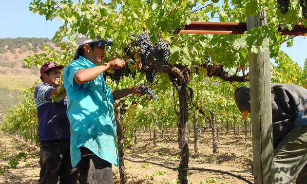 Workers are harvesting purple grapes at the Heitz Wine Cellars vineyard.