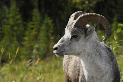 Close-up of a Stone Sheep on a mountainside clearing.