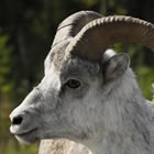 Close-up of a Stone Sheep on a mountainside clearing.