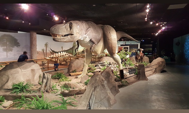 A display at the Las Vegas Natural History Museum. 