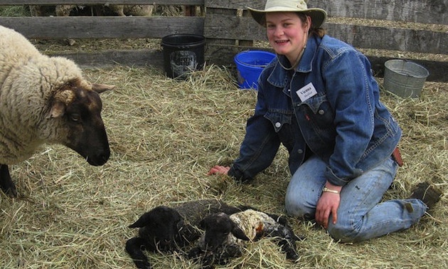 Newborn lambs at Aveley Alpine Ranch.