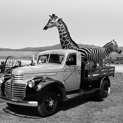 1942 GMC 1-Ton stake-side truck, with a giraffe and zebra in the back. 