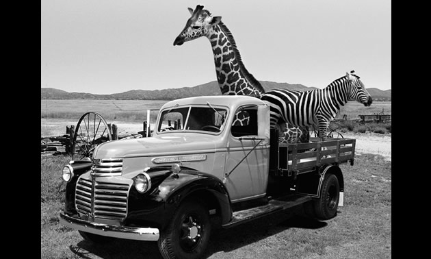 1942 GMC 1-Ton stake-side truck, with a giraffe and zebra in the back. 