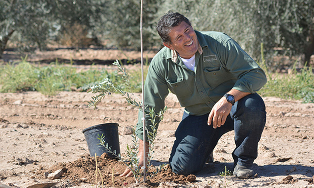 A man is planting a small olive tree at the Queen Creek Olive Mill.