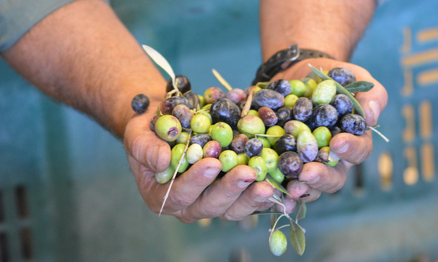 A man holds a handful of fresh olives at the Queen Creek Olive Mill.
