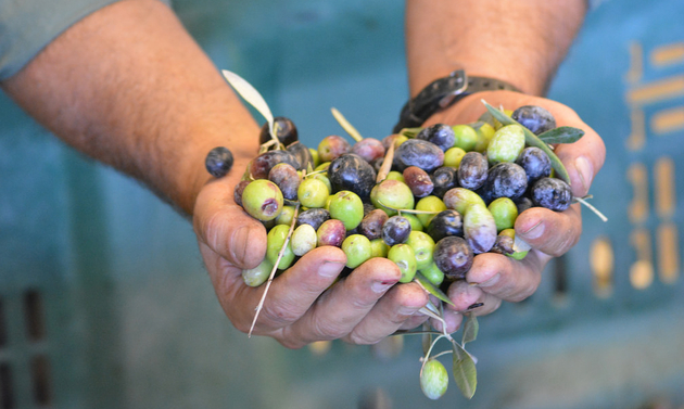 A man holds a handful of fresh olives at the Queen Creek Olive Mill.