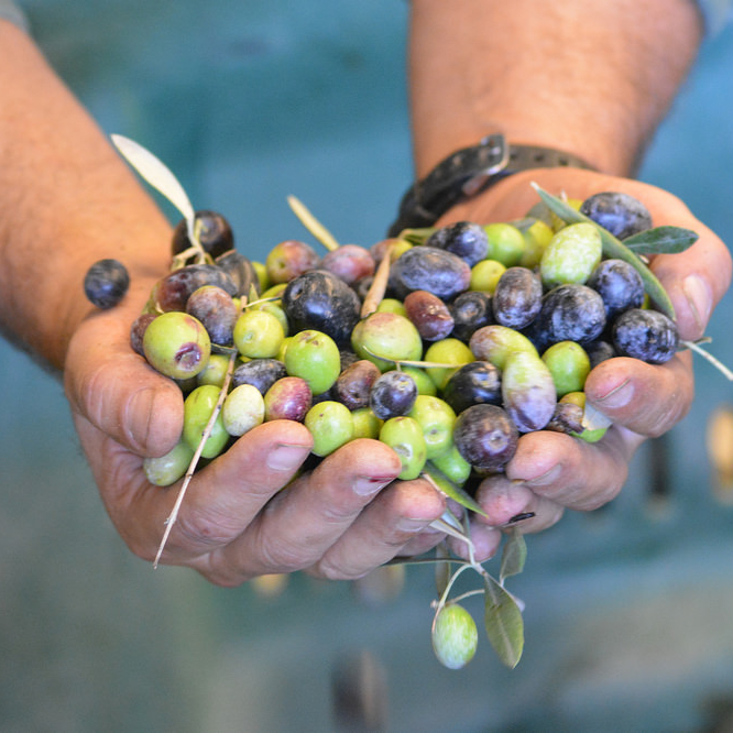 A man holds a handful of fresh olives at the Queen Creek Olive Mill.