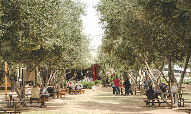 The outdoor dining area at the Queen Creek Olive Mill has picnic tables under trees.