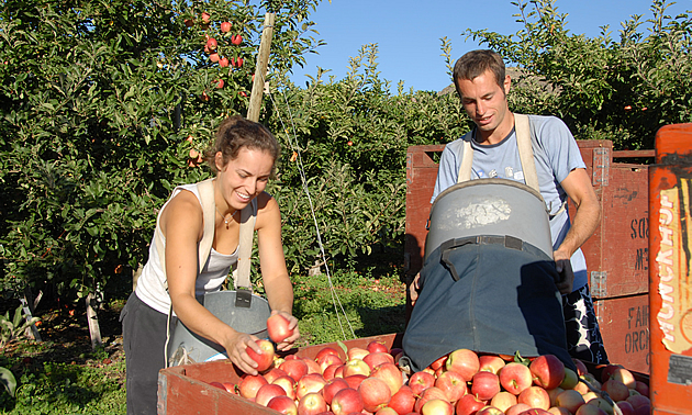 man and a woman going through a crate of apples in Oliver, BC