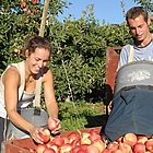 man and a woman going through a crate of apples in Oliver, BC