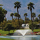 palm trees around a water area