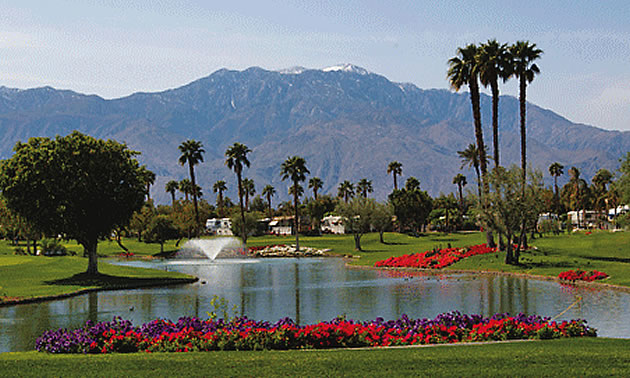 palm trees around a water area