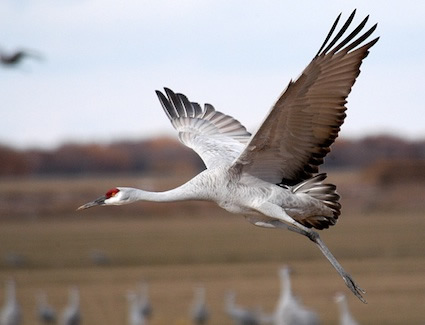 Sandhill crane flying