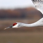 Sandhill crane flying