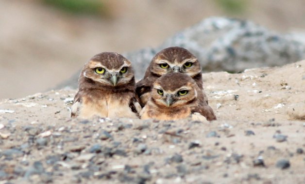 burrowing owls