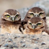 burrowing owls