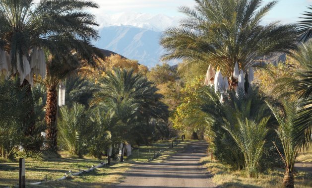 Sweet, succulent dates are protected from bird predation at China Ranch Date Farm in eastern California. Photo courtesy China Ranch Date Farm