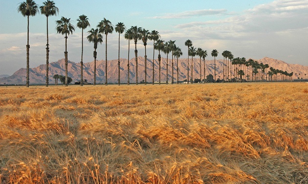 Wheat fields just north of Yuma.