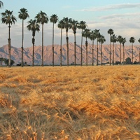 Wheat fields just north of Yuma.