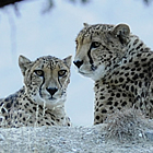 cheetahs