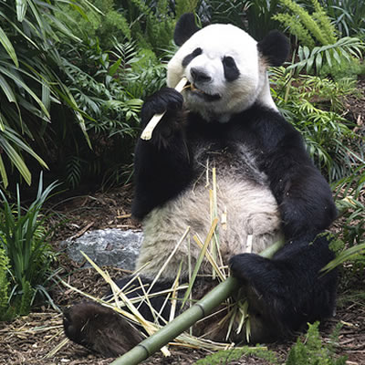 One of the newly arrived giant pandas enjoys a snack during the grand opening of Panda Passage. 