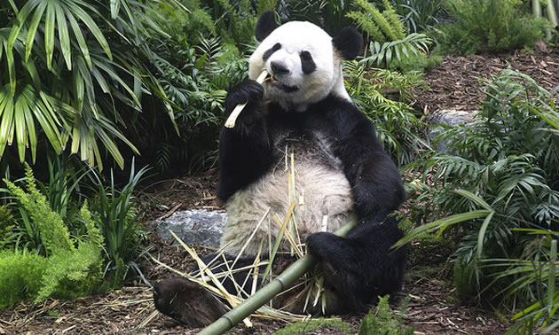 One of the newly arrived giant pandas enjoys a snack during the grand opening of Panda Passage. 