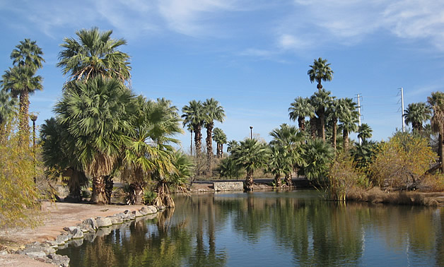 palm trees beside a desert lagoon