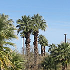 palm trees beside a desert lagoon