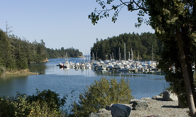 boats in the water with trees around them