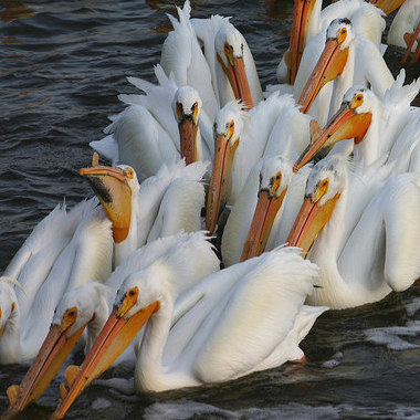 White pelicans near the main dam in the Last Mountain Lake National Wildlife Area and Migratory Bird Sanctuary