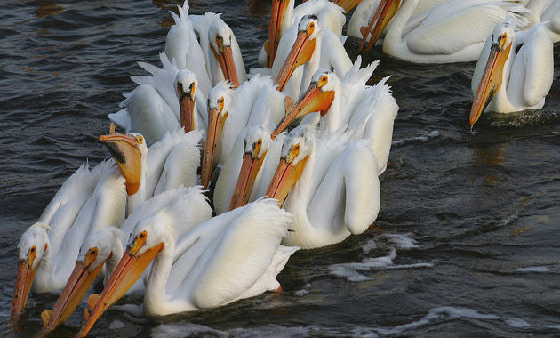 White pelicans near the main dam in the Last Mountain Lake National Wildlife Area and Migratory Bird Sanctuary