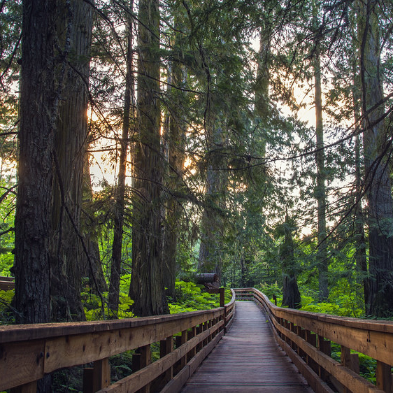forest with a boardwalk through it