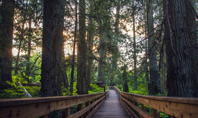 forest with a boardwalk through it