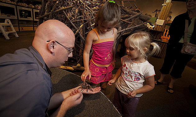 two kids with an adult showing them a tarantula spider at the Exploration Place