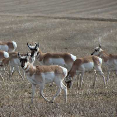 Herd of Pronghorn antelope. 