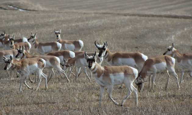 Herd of Pronghorn antelope. 