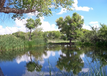 Twin Pond in San Bernardino National Wildlife Refuge