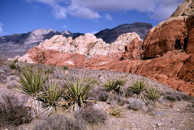 Aptly named, Red Rock Canyon is located in the Mojave Desert and just a short drive from the Las Vegas strip. 