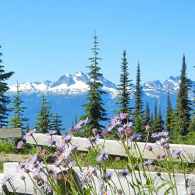 Mount Revelstoke vista with pine trees in foreground and mountains in background. 