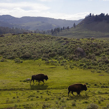 bison on the plains