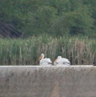 Pelicans on Coal Lake made for a stunning scene.