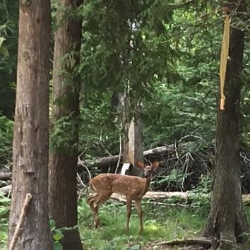 Deer walked through the campsite and stopped to say hello.